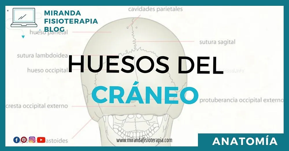 Huesos del cráneo