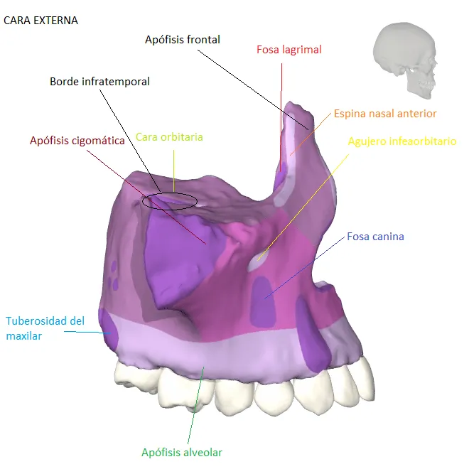 Huesos que componen la Cavidad Oral: HUESO MAXILAR