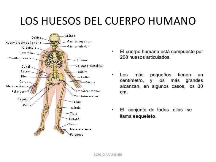 Los huesos del cuerpo humano