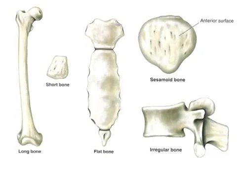 LOS HUESOS DEL CUERPO HUMANO (