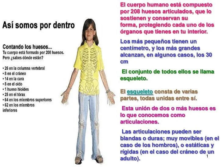 Huesos del cuerpo humano