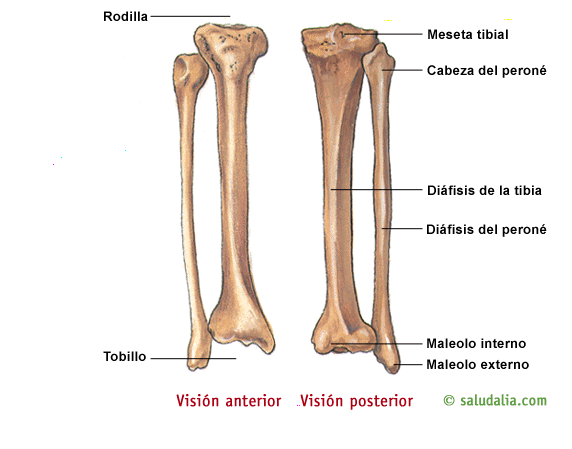 HUESOS DEL CUERPO HUMANO : HUESOS DEL MIEMBRO INFERIOR