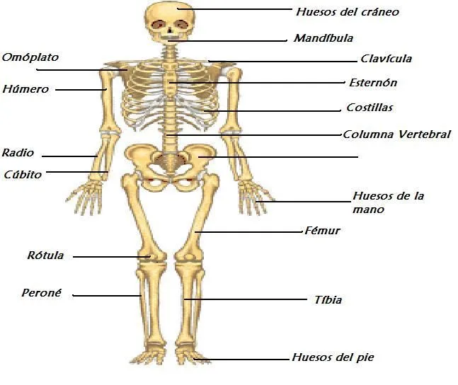 CONOCIMIENTO DEL MEDIO: HUESOS Y MÚSCULOS DE NUESTRO CUERPO.