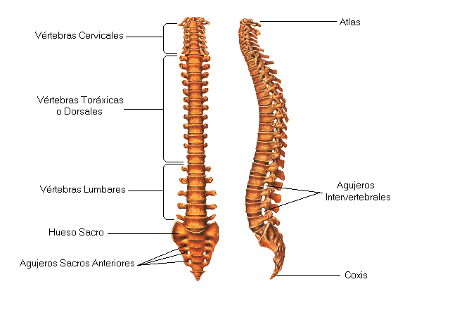 Huesos Del Cuerpo Humano | Vagos Aquí