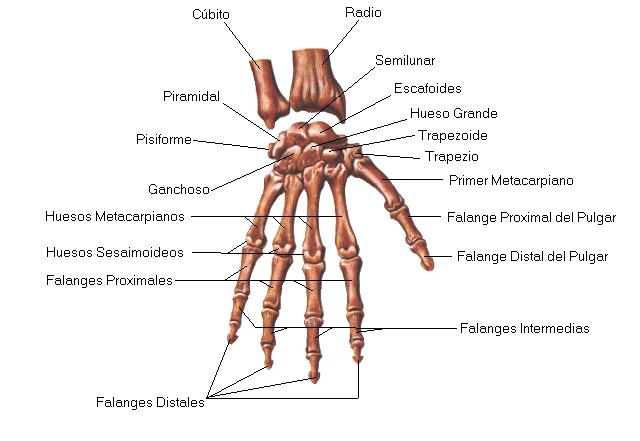 Huesos Del Cuerpo Humano | Vagos Aquí