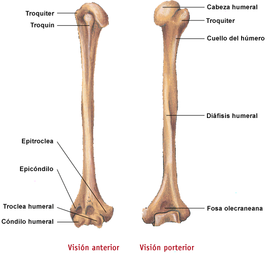 Huesos Del Cuerpo Humano | Vagos Aquí