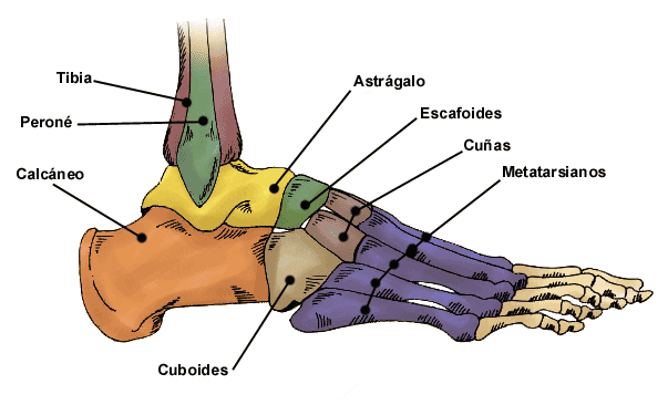 HUESOS DE LAS MANOS