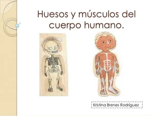 Huesos y músculos del cuerpo humano