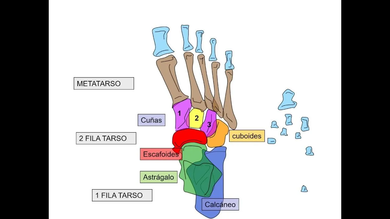 Huesos del del pie - Anatomía pedagógica