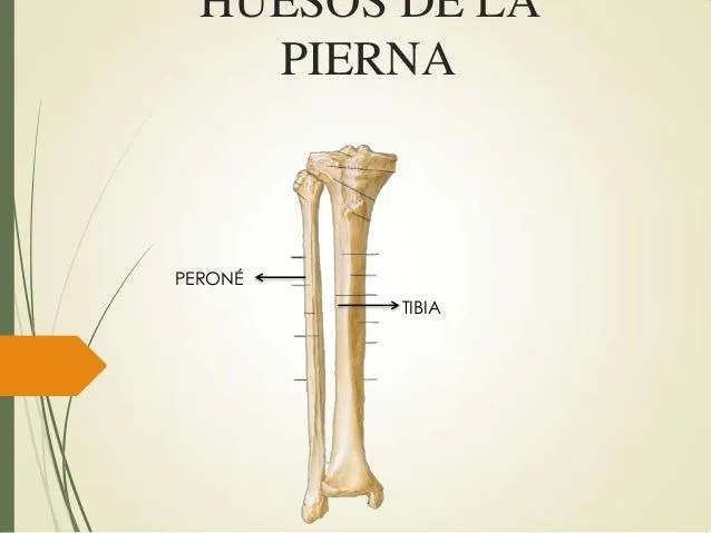 Huesos de la pierna y pie