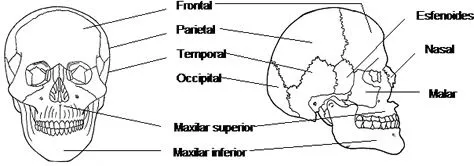 HUESOS+DE+LA+CABEZA+PARA+NI%C3 ...