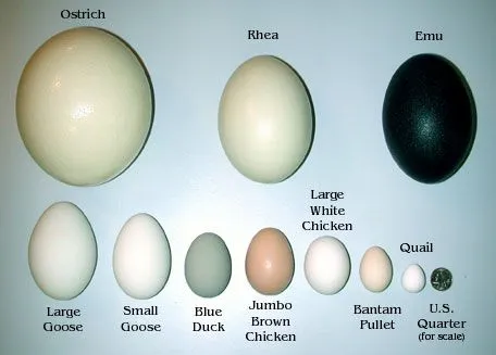 Huevos de cocodrilo - Imagui