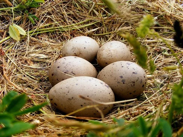 Huevos de Pato Colorado (Anas cyanoptera cyanoptera) | Flickr ...