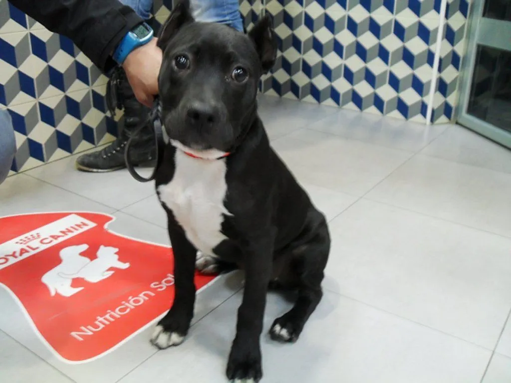 Hulk, pitbull 3 meses en la calle de pueblo de Brenes Sevilla ...