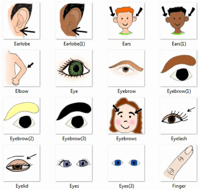 Human body: Body, Head, Eye, Hand, Foot; Internal Organs - Picture ...