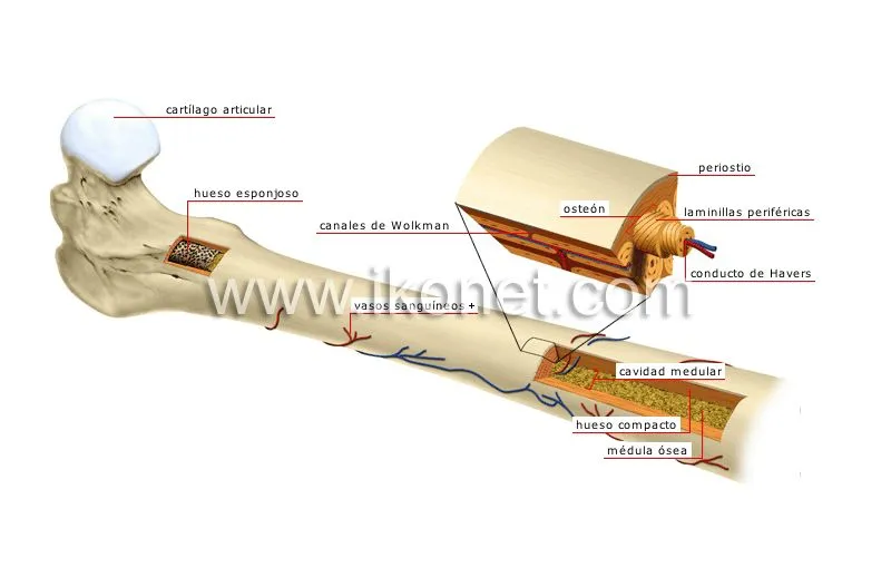 ser humano > anatomía > esqueleto > estructura de un hueso largo ...