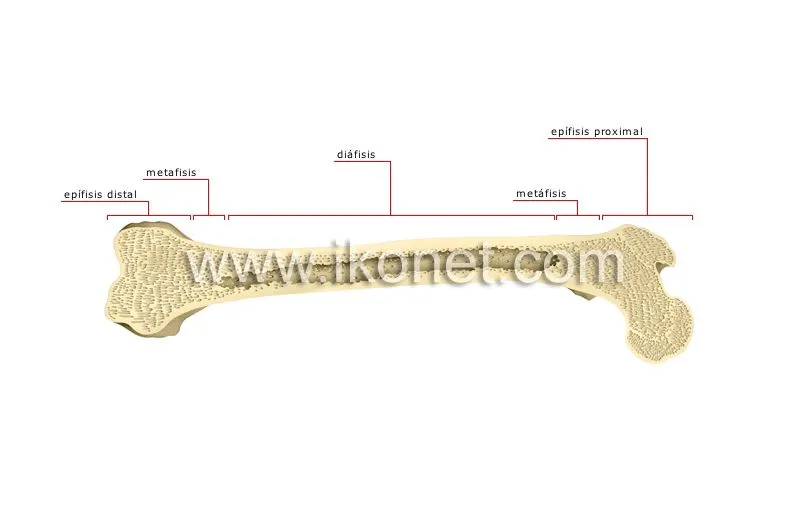 ser humano > anatomía > esqueleto > partes de un hueso largo ...