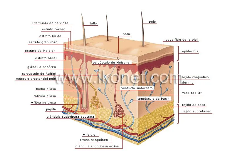 ser humano > órganos sensoriales > tacto > piel imagen ...