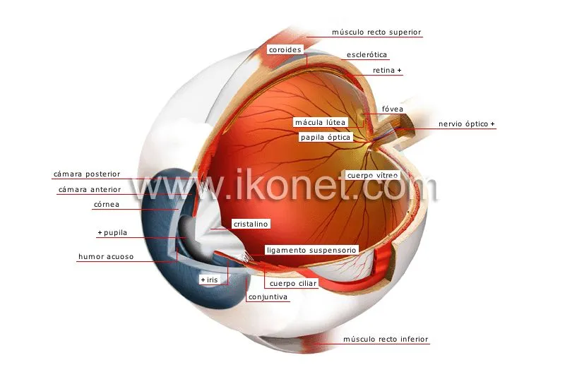 ser humano > órganos sensoriales > vista > globo ocular imagen ...