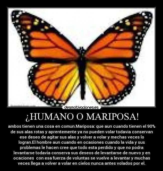 HUMANO O MARIPOSA! | Desmotivaciones