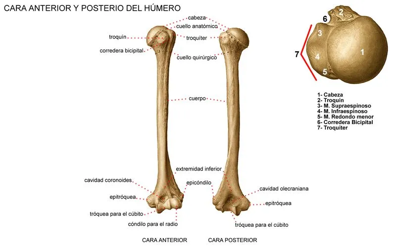 Humero : Huesos del cuerpo humano