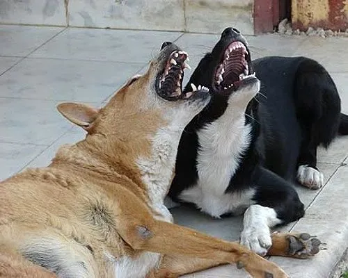 Todo humor: Imagenes Graciosas de Animales, Perros