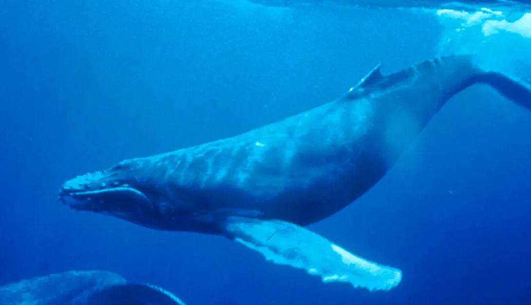 Humpback whale - Wikipedia, the free encyclopedia