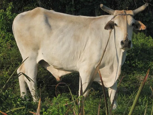 Humped cattle | Toro Cebu (Bos primigenius indicus) | Flickr ...