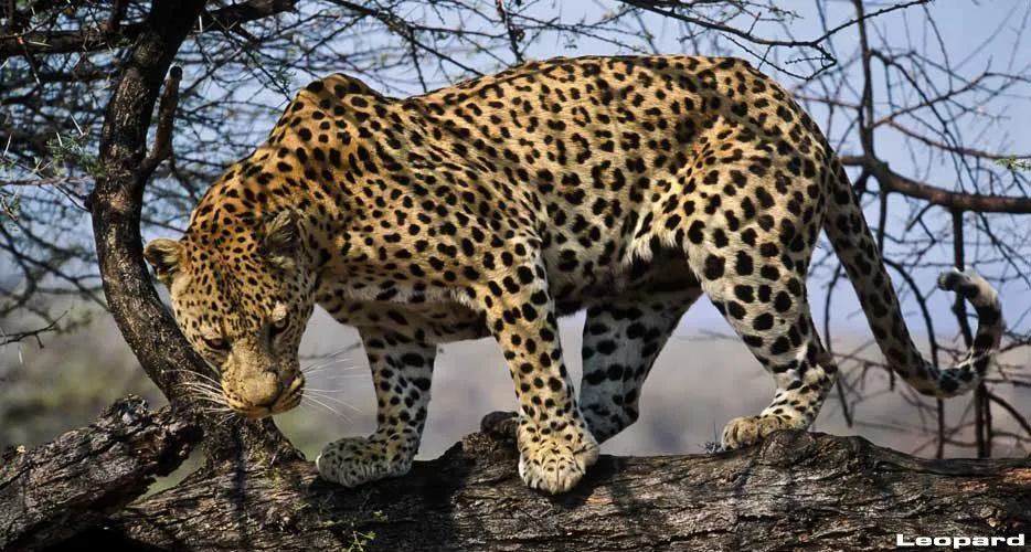 Hunting Leopard, Leopard Hunt, Leopards Hunting