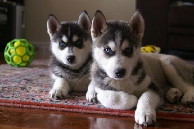 Husky Siberiano Cachorros) - Imagui