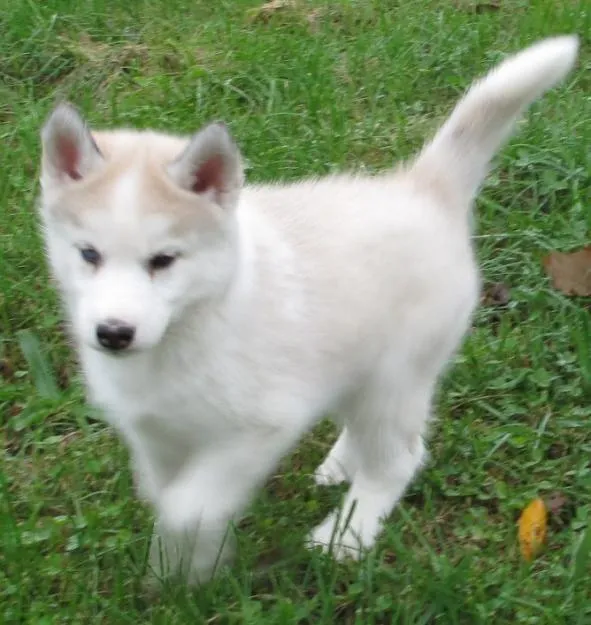 Perros lobos bebés blancos - Imagui