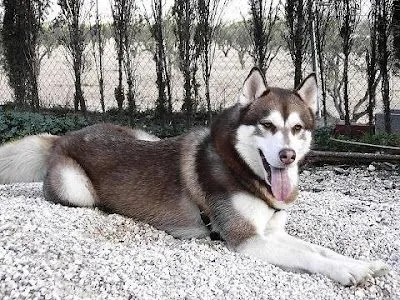 Husky Siberiano