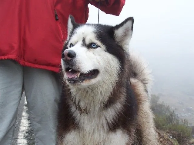 Husky Siberiano