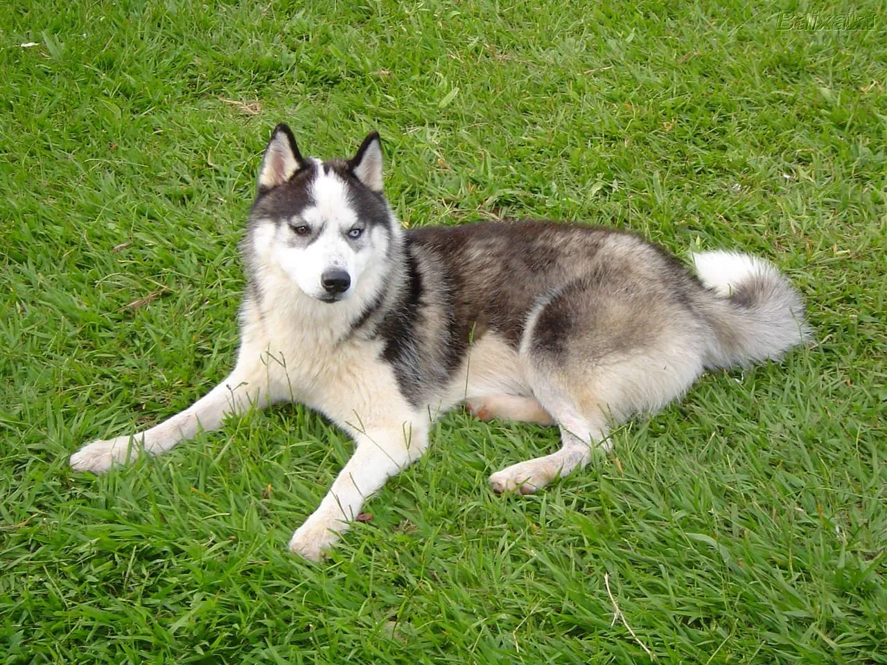 Husky Siberiano