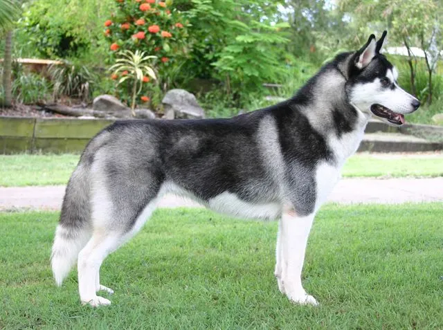 Husky Siberiano