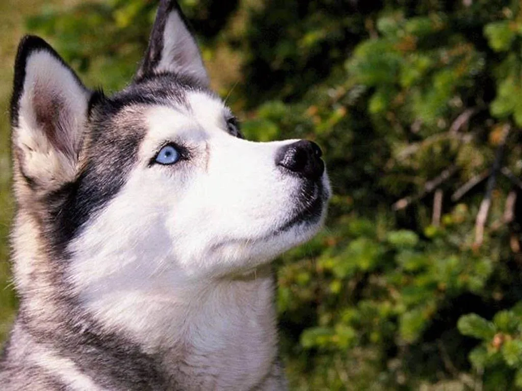 Este es un husky siberiano.