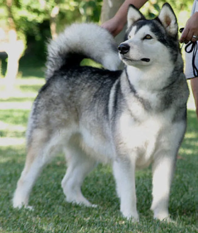 husky siberiano (3) | Cuidar de tu perro es facilisimo.