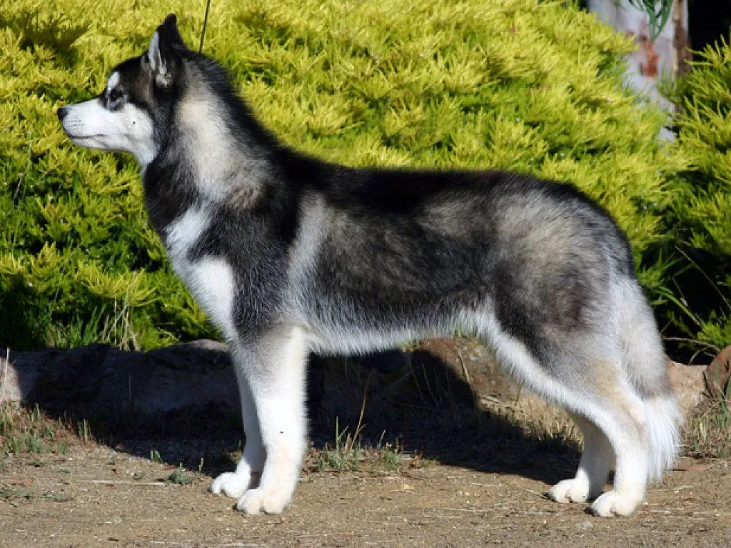 husky siberiano (3) | Cuidar de tu perro es facilisimo.