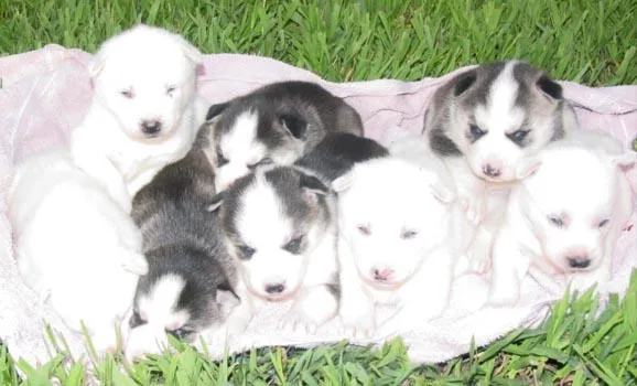 Husky siberiano cachorro blanco - Imagui