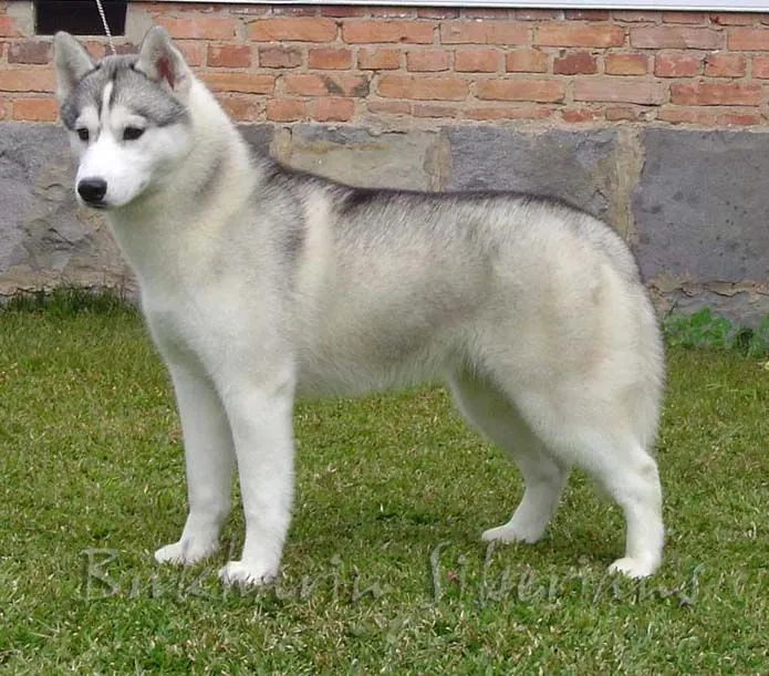 Husky siberiano cachorro - Imagui