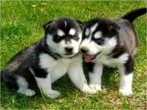 Imágenes tiernas de cachorros Huskys | Imagenes Tiernas - Imagenes ...