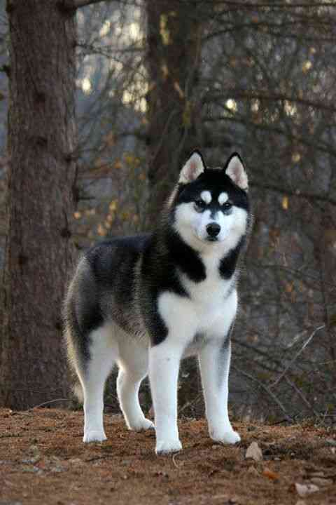 Husky siberiano - Cochabamba, Bolivia - Animales / Mascotas