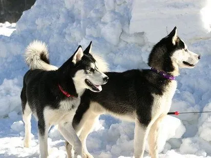 El Husky Siberiano | Cuidar de tu perro es facilisimo.com