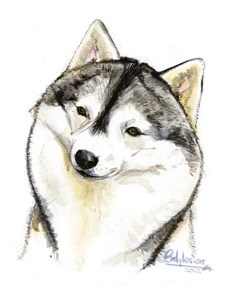 Husky siberiano dibujos - Imagui