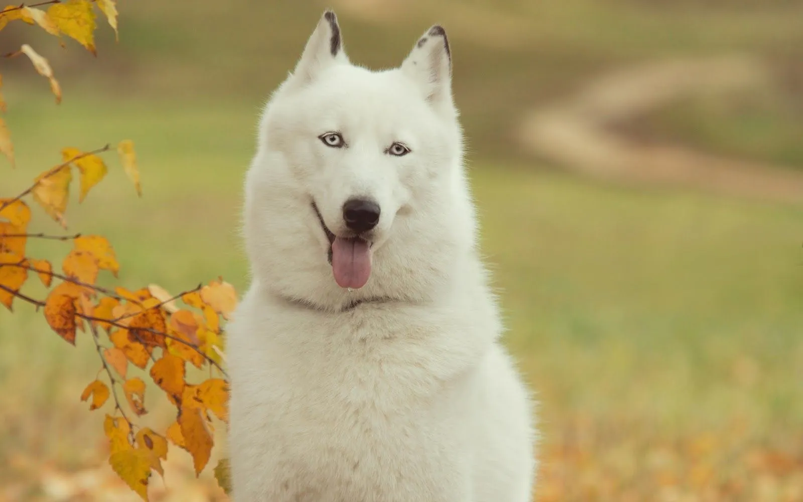 Husky Siberiano Fondos HD de Animales - Fondos de Pantalla HD ...