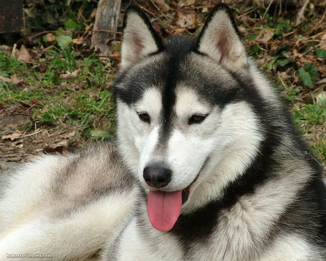 Husky Siberiano. PerrosAmigos.