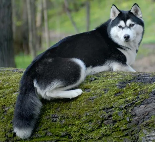 Husky siberiano - Imagui