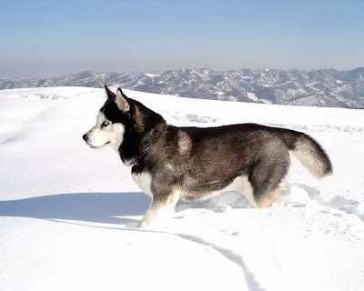 Husky Siberiano - Imagina...