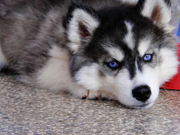 El husky siberiano ⋆ Mascotas Por Aquí