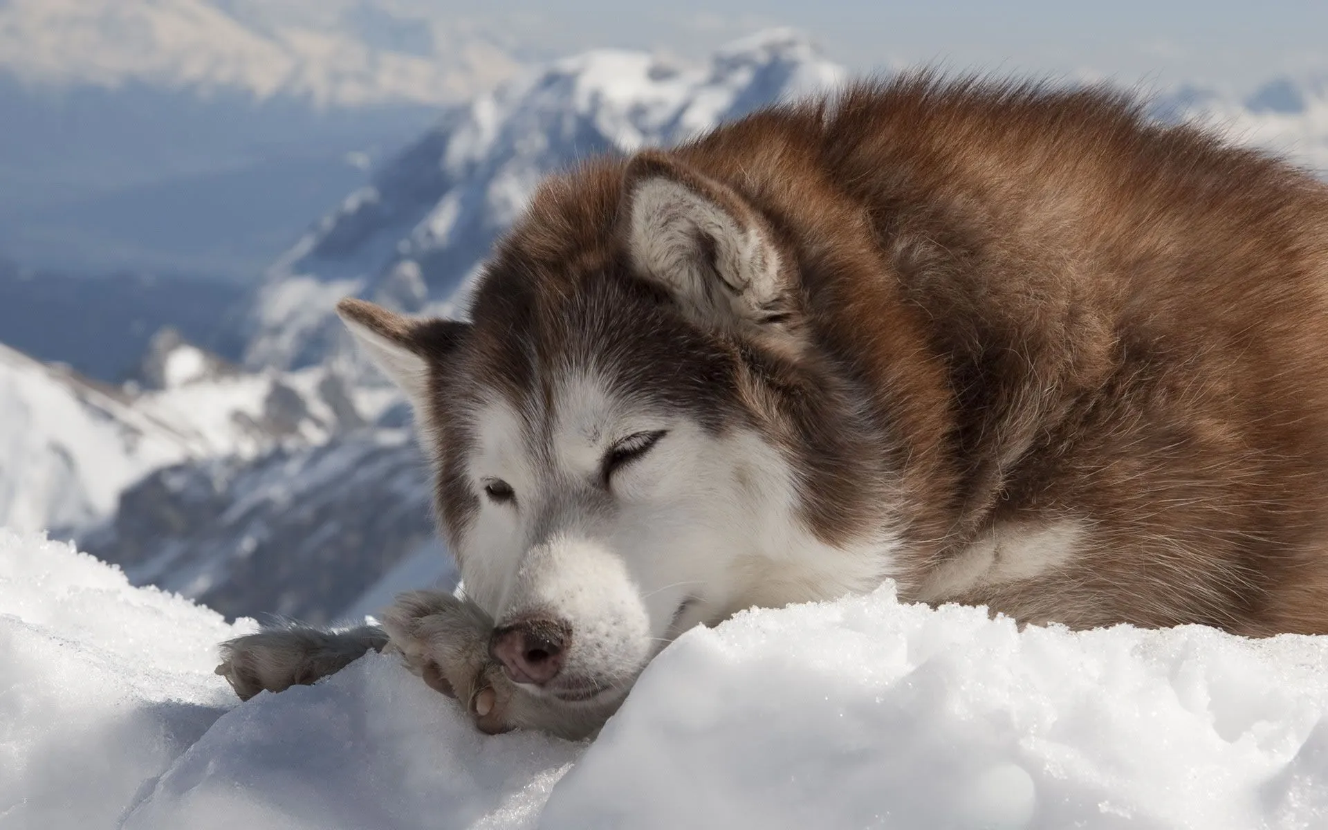 Husky Siberiano en la Nieve - Wallpapers - Wallpapers